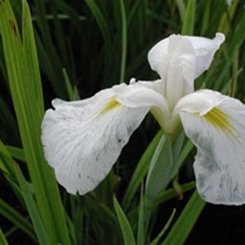 iris_ensata_diamant_GM_R2.jpg