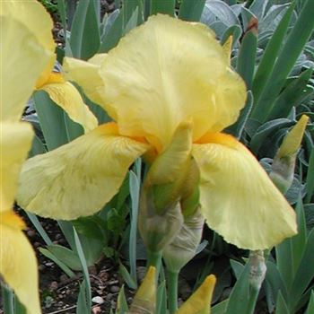 iris_barbata_elatior_goldfackel_GM_Q1.jpg