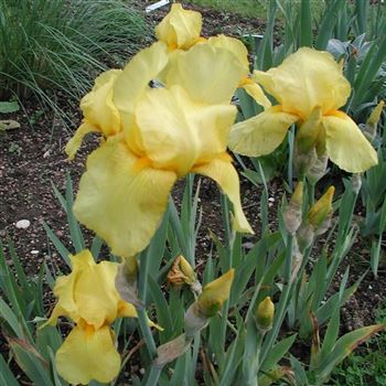 iris_barbata_elatior_goldfackel_GM_Q2.jpg