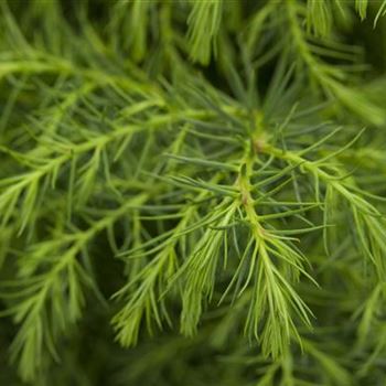 Cryptomeria japonica