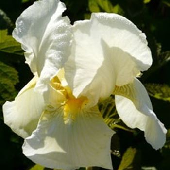 iris_barbata_elatior_lugano_GM_Q1.jpg