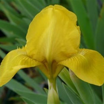 iris_barbata_nana_brassie_GM_Q1.jpg