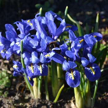 Iris_reticulata.JPG