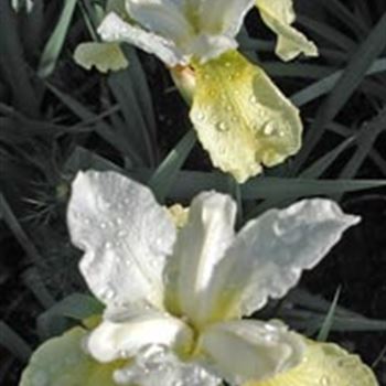 iris_sibirica_butter_and_sugar_GM_R2.jpg