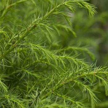 Cryptomeria japonica