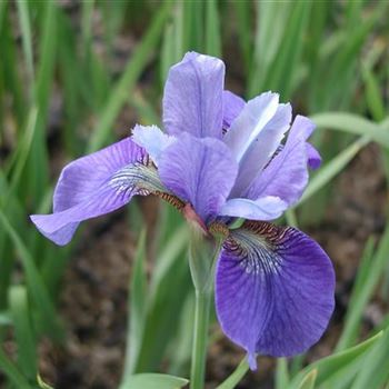 iris_sibirica_cambridge_GM_R2.jpg