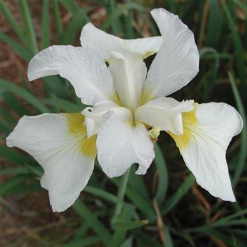 Iris_sibirica_dreaming_yellow_GM_Q1.jpg