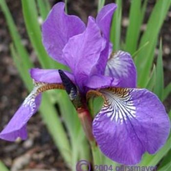 iris_sibirica_elfe_GM_Q1.jpg