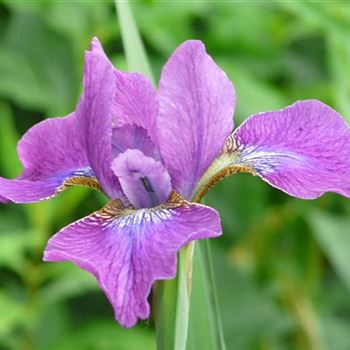 iris_sibirica_ewen_GM_R2.jpg