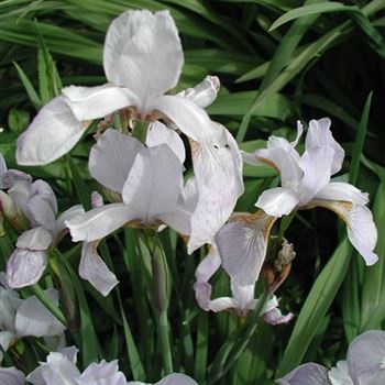 iris_sibirica_mrs_rowe_GM_R2.jpg