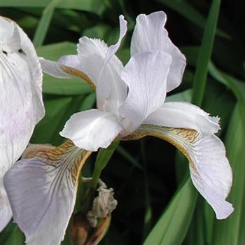 iris_sibirica_mrs_rowe_GM_Q1.jpg