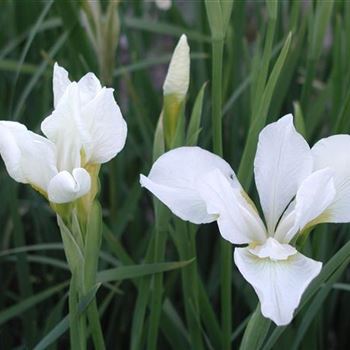 iris_sibirica_white_swirl_GM_R2.jpg