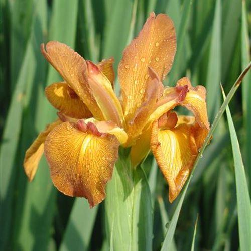 Iris spuria 'Imperial Bronze'