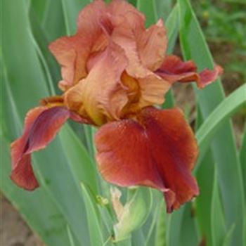 iris_barbata_elatior_natchez_trace_GM_R2.jpg