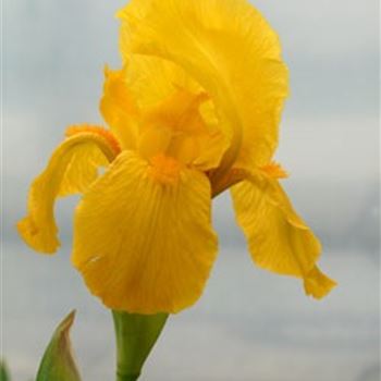 iris_barbata_media_alaskan_gold_GM_R2.jpg