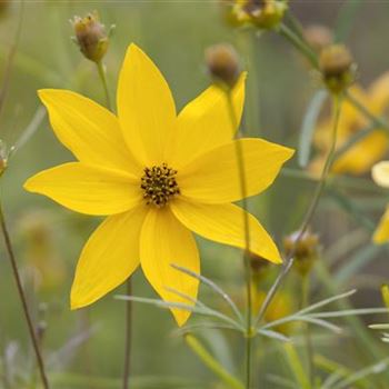 Coreopsis verticillata 'Grandiflora'