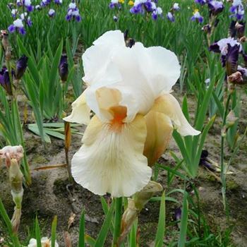 iris_barbata_media_cheers_GM_R2.jpg