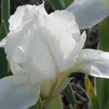 iris_b_n_lilywhite_GM_R2.jpg