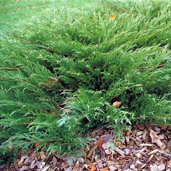 Juniperus_sabina_Mas_2000_3986.jpg