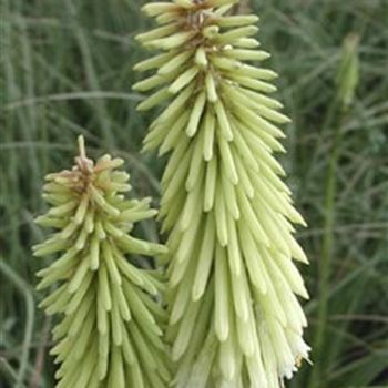 kniphofia_green_jade_GM_R2.jpg