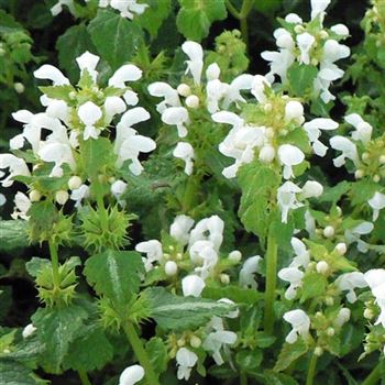 Lamium_maculatum_Album_BM_Q1.jpg