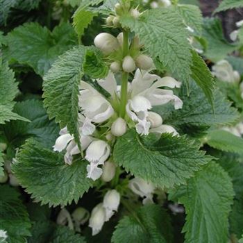 lamium_orvala_album_GM_R2.jpg