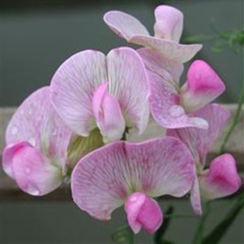 lathyrus_latifolius_rosa_perle_GM_Q1.jpg