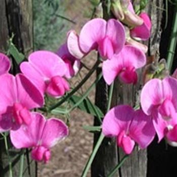 lathyrus_latifolius_rote_perle_GM_R2.jpg