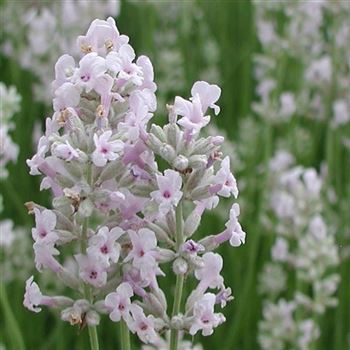 lavandula_angustifolia_rosea_GM_Q1.jpg