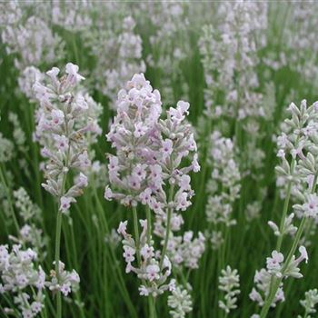 lavandula_angustifolia_rosea_GM_R3.jpg