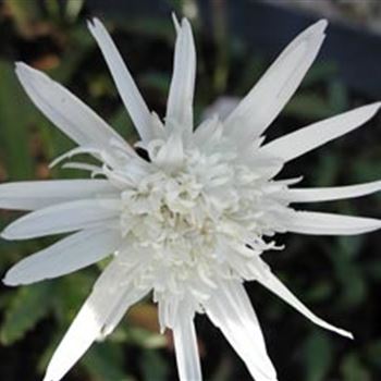 leucanthemum_max_hyb_christine_hagemann_GM_R2.jpg