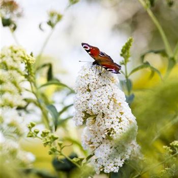 Buddleja davidii 'Peace'