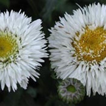 leucanthemum_maximum_snehurka_GM_R3.jpg