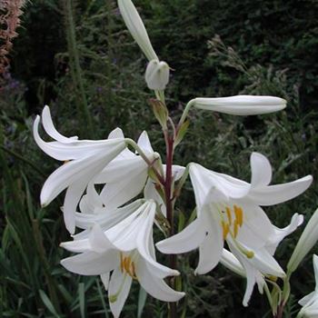 lilium_candidum_GM_R3.jpg