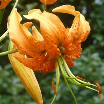 lilium_henryi_GM_Q1.jpg