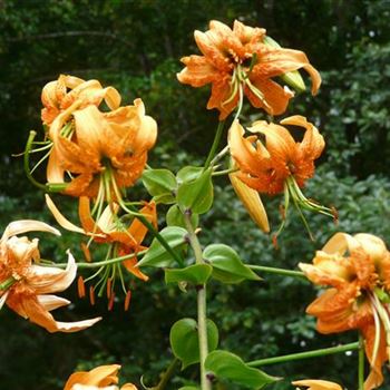 lilium_henryi_GM_R2.jpg