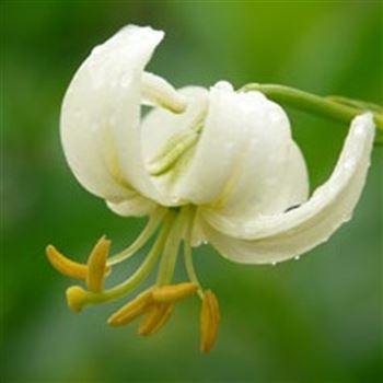 lilium_martagon_var_album_GM_Q1.jpg