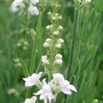 linaria_purpurea_alba_GM_R2.jpg