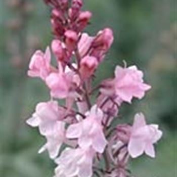 linaria_purpurea_canon_went_GM_R2.jpg