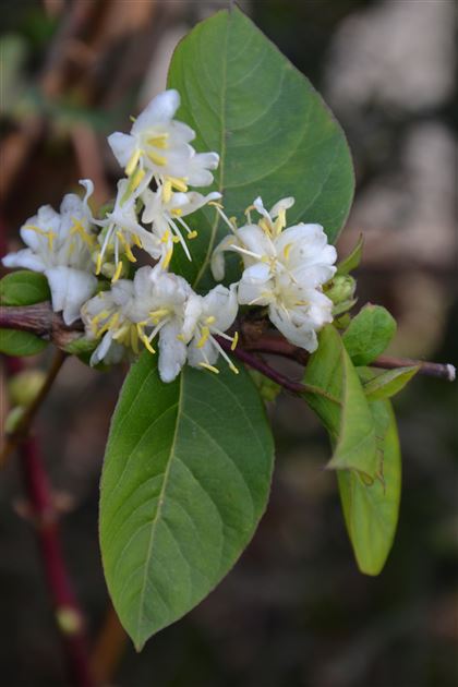 anise plant Heirloom Non-GMO Illicium Verum Plant Seeds – Star Anise Spice Seeds f –  Neeraseeds main image 0