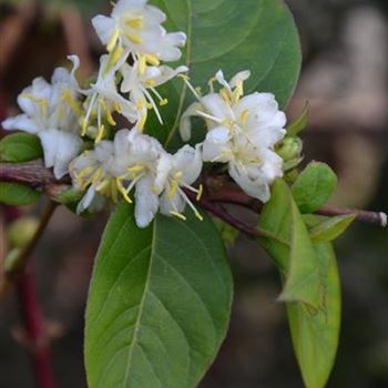 Lonicera_purpusii_Winter_Beauty_1.JPG