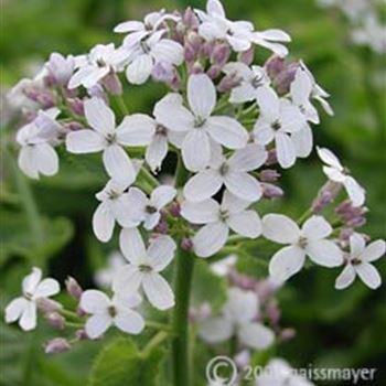 lunaria_rediviva_GM_1.jpg