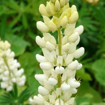 lupinus_polyphyllus_habride_fraeulein_GM_R2.jpg