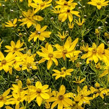 Coreopsis verticillata 'Zagreb'