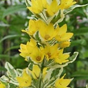 lysimachia_punctata_alexander_GM_R2.jpg