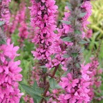 lythrum_salicaria_feuerkerze_GM_R2.jpg