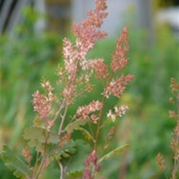 macleaya_microcarpa_coral_plume_GM_R2.jpg