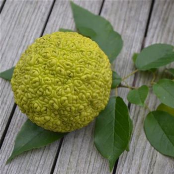 Maclura_pomifera_q.jpg