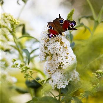 Buddleja davidii 'Peace'