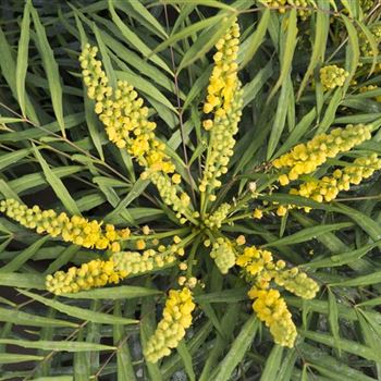 Mahonia_Soft_Caress.jpg